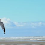Camping en Bretagne Sud : Explorez la Pointe du Talud à Ploemeur